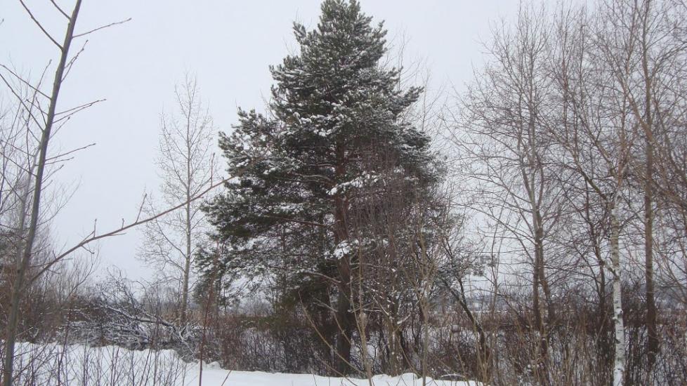 Ценява з panoramio.com - Ценява