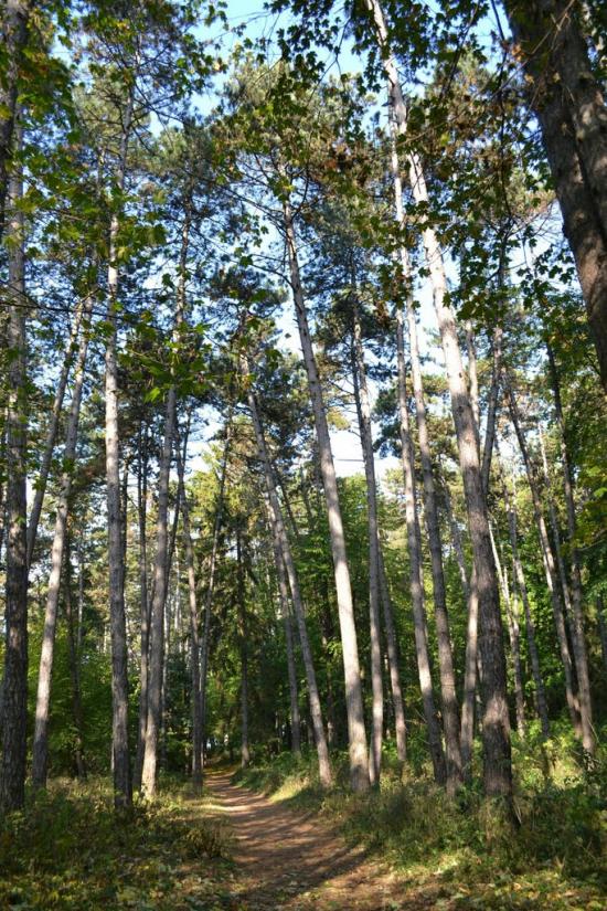 Теребовля з panoramio.com - Теребовля
