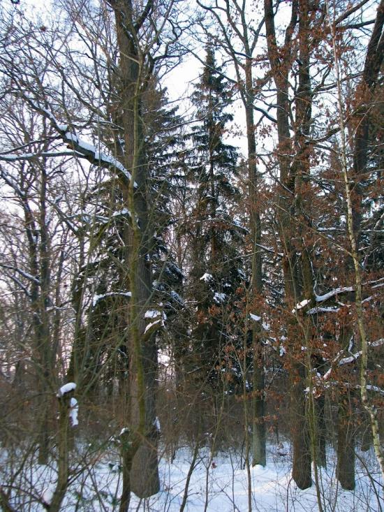 Волиця з panoramio.com - Волица