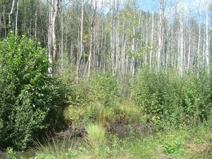 Купине з panoramio.com - Купино