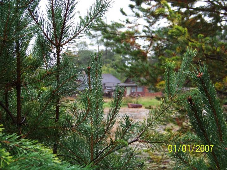 Пулемець з panoramio.com - Пулемец