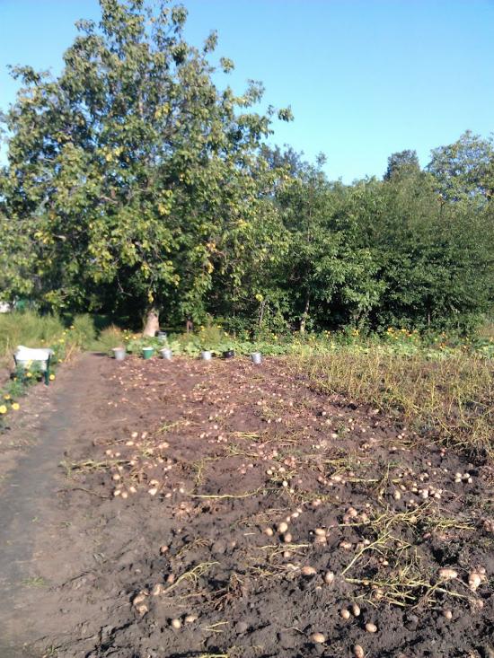 Великі Крушлинці з panoramio.com - Velyki Krushlyntsi