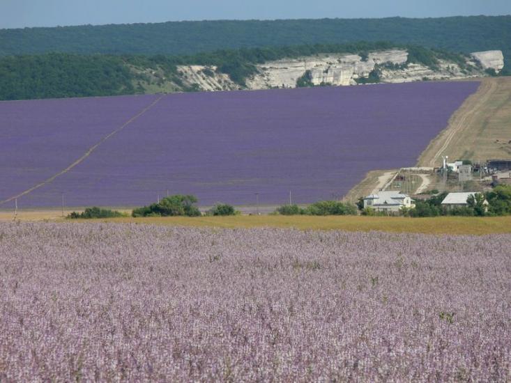 Дачне з panoramio.com - Дачное