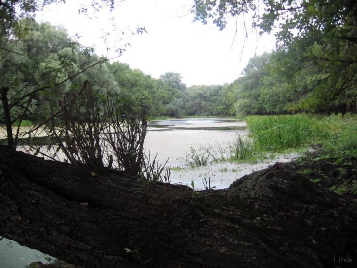 Нижнє з panoramio.com - Nyzhnye