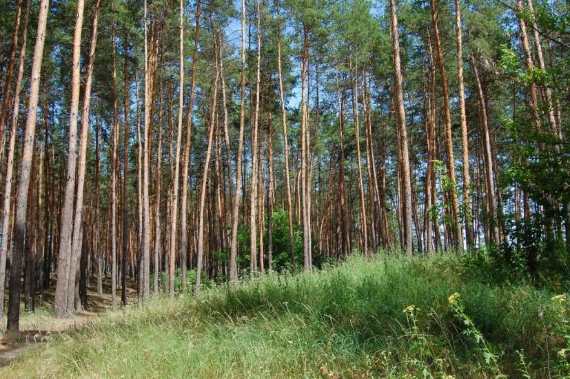 Крейдянка з panoramio.com - Крейдянка