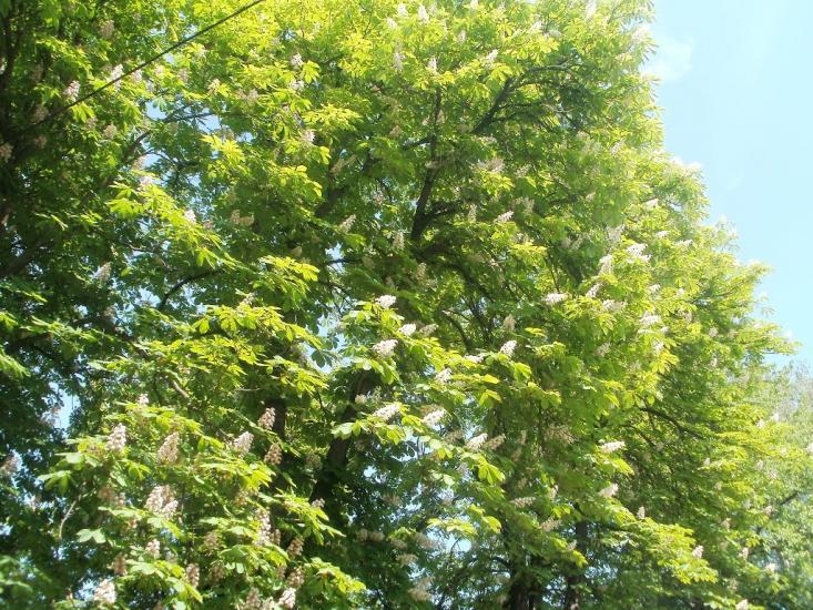 Млинки з panoramio.com - Млынки