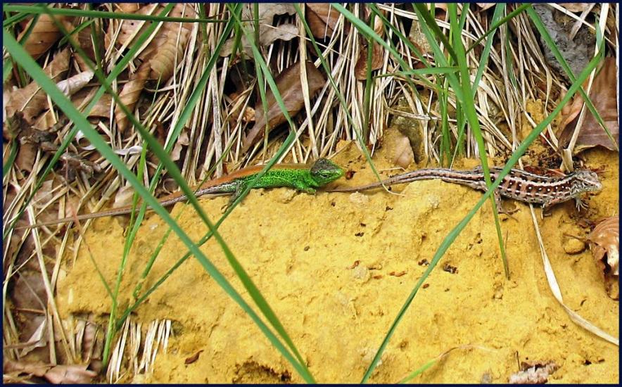 Журавеньки з panoramio.com - Журавеньки