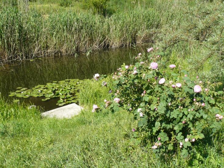 Чехівка з panoramio.com - Чеховка