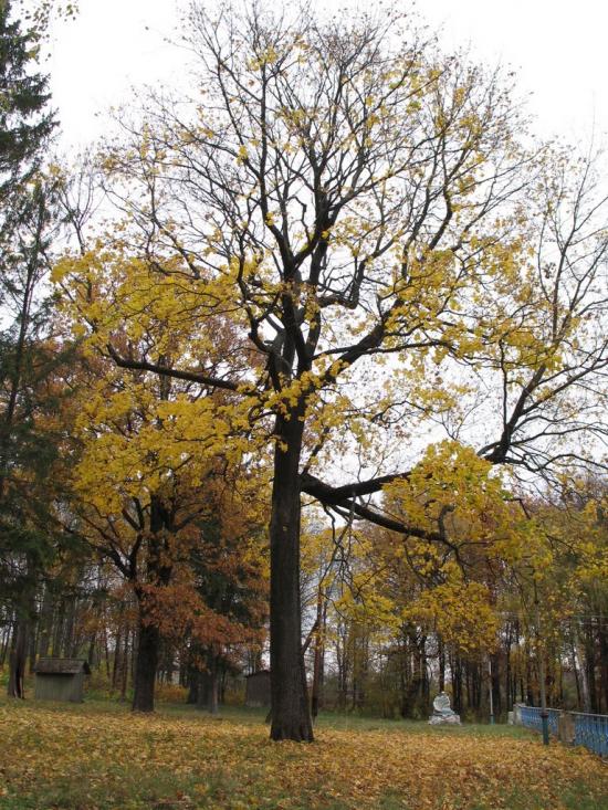 Юнаківка з panoramio.com - Юнаковка