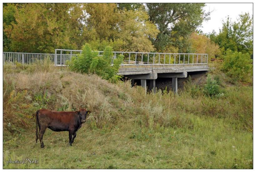 Давидо-Микільське з panoramio.com - Davydo-Mykilske