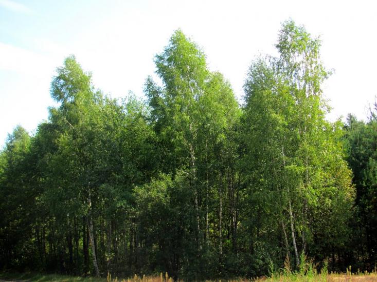Костюхнівка з panoramio.com - Костюхнівка