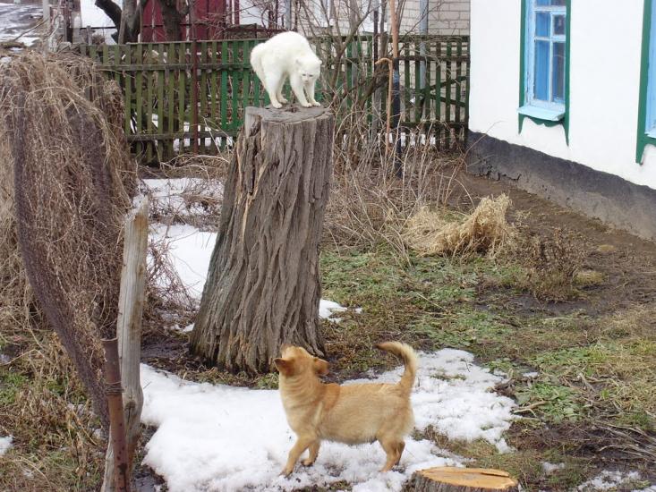 Котовка з panoramio.com - Котовка