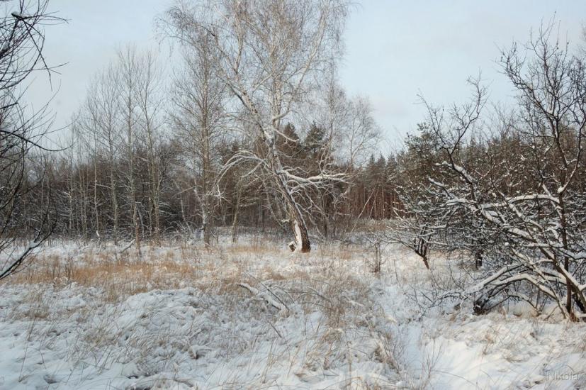Борівське з panoramio.com - Борівське