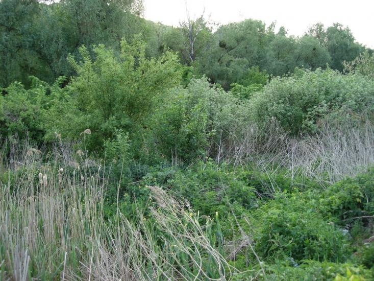 Старосілля з panoramio.com - Староселье
