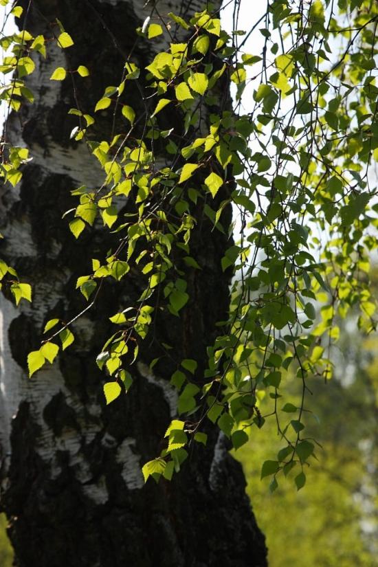 Суховоля з panoramio.com - Sukhovolya