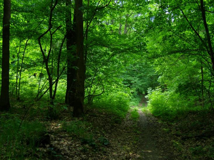 Зайченки з panoramio.com - Зайченки
