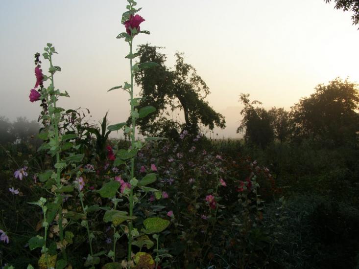 Томашівка з panoramio.com - Томашівка