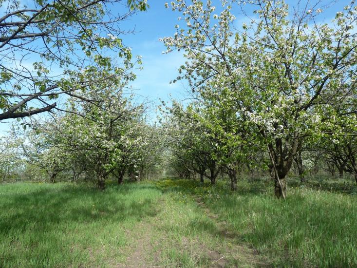 Володимирівка з panoramio.com - Volodymyrivka