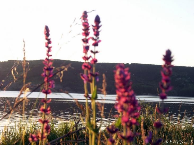 Дністрівка з panoramio.com - Днестровка