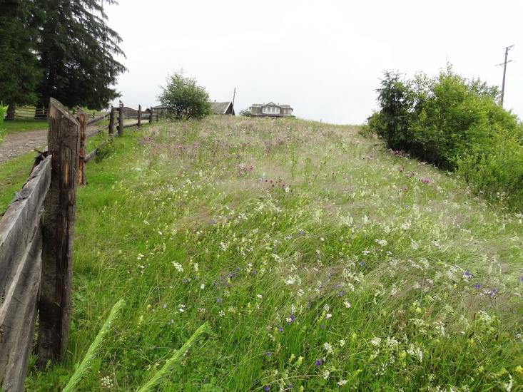 Кривопілля з panoramio.com - Kryvopillya