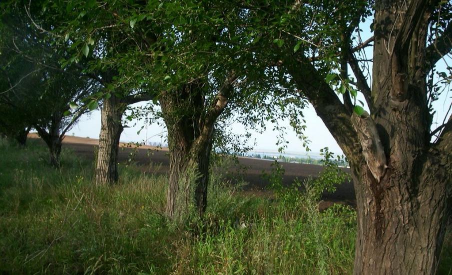 Доломітне з panoramio.com - Доломітне