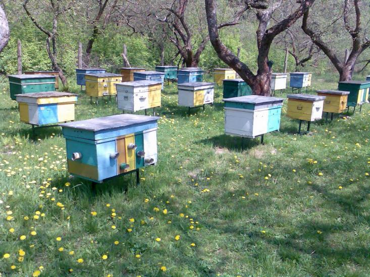 Глеваха з panoramio.com - Глеваха