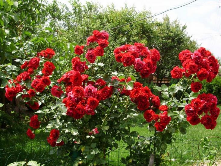 Острівок з panoramio.com - Острівок