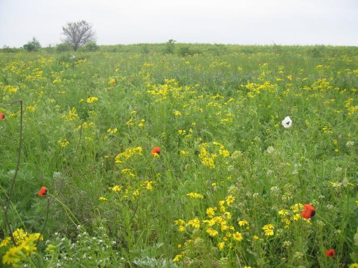 Паліївка з panoramio.com - Паліївка