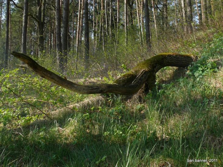 Лугини з panoramio.com - Лугины