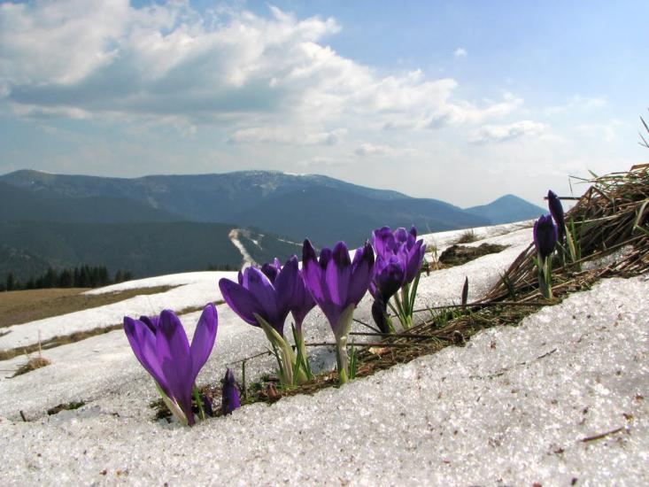 Стебний з panoramio.com - Стебний