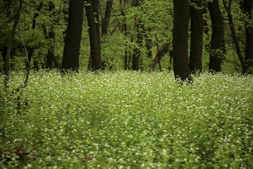 Сєверне з panoramio.com - Syeverne