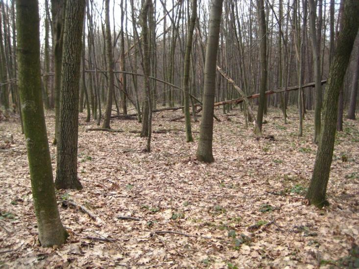 Пасіки-Зубрицькі з panoramio.com - Пасеки-Зубрицкие