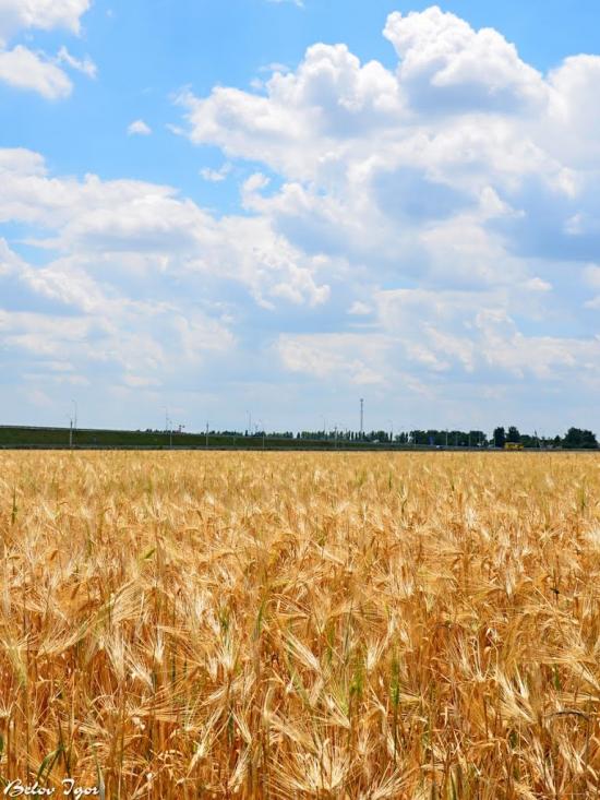 Дачне з panoramio.com - Dachne