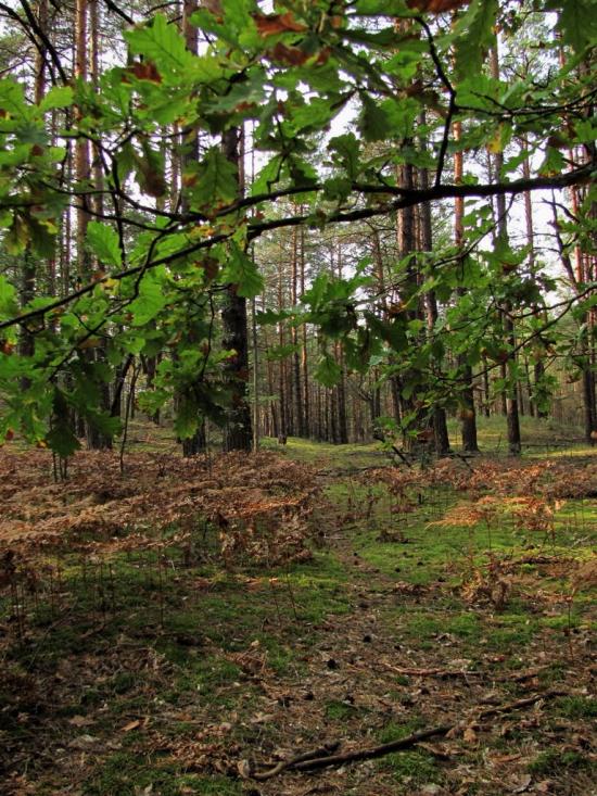 Нові Яриловичі з panoramio.com - Новые Ярыловичи