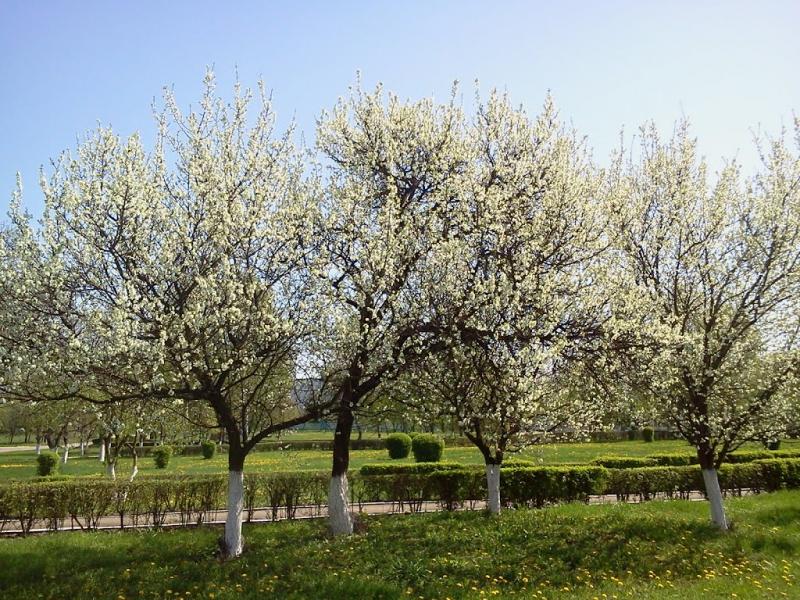 Полонка з panoramio.com - Полонка