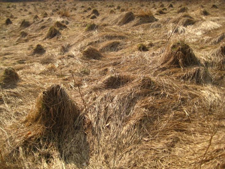 Пасіки-Зубрицькі з panoramio.com - Пасеки-Зубрицкие