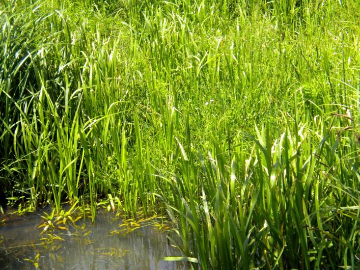 Бір-Кунинський з panoramio.com - Бір-Кунинський