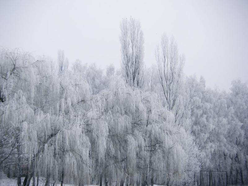 Зарванці з panoramio.com - Зарванцы