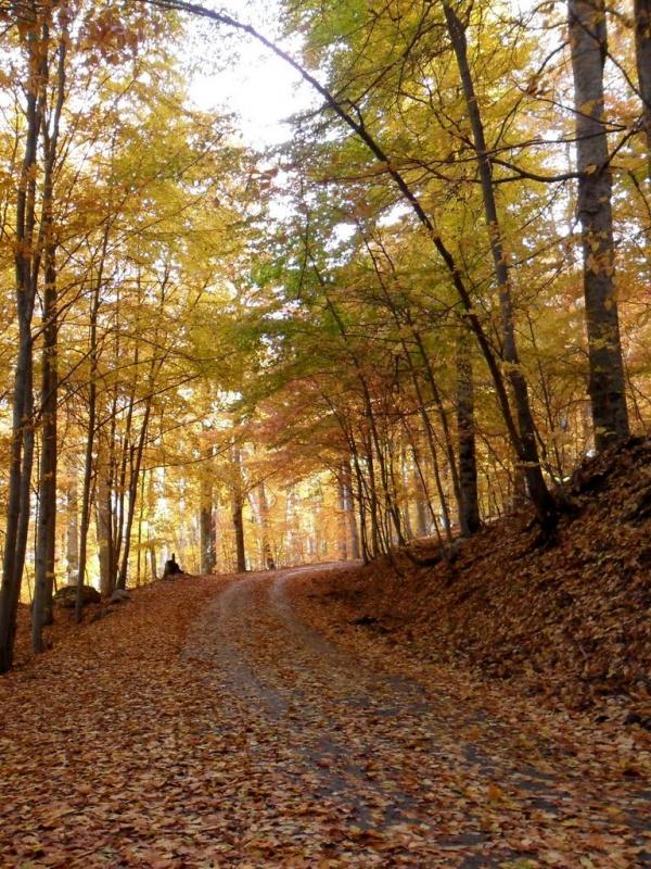 Підгородне з panoramio.com - Подгороднее