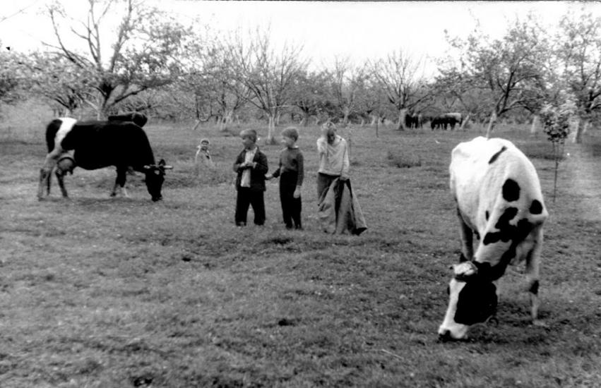 Удріївці з panoramio.com - Удриевцы