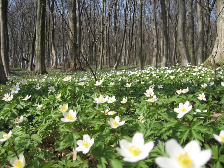 Теребовля з panoramio.com - Теребовля