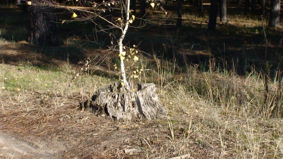 Студенок з panoramio.com - Студенок