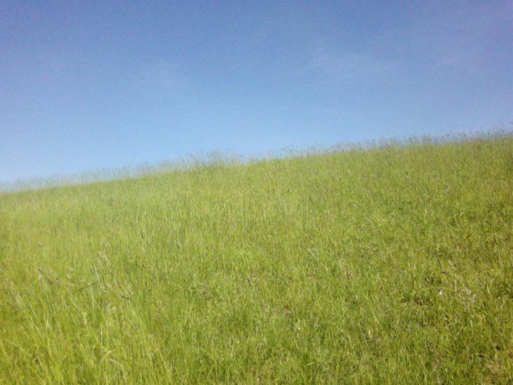 Великий Омеляник з panoramio.com - Великий Омеляник