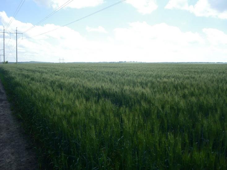 Малашівці з panoramio.com - Malashivtsi