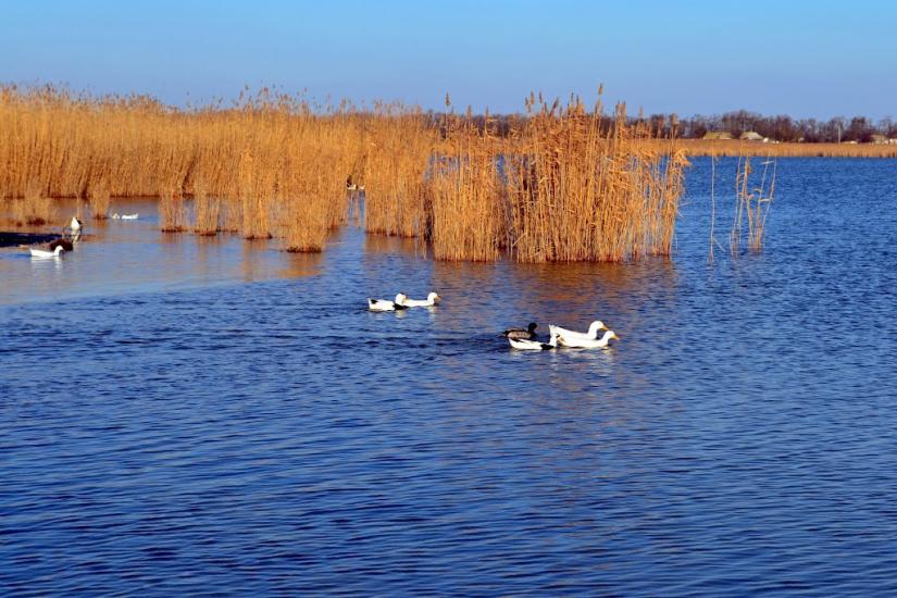 Дарівка з panoramio.com - Даровка