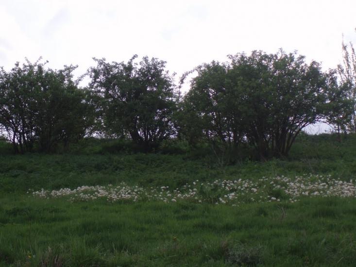 Врадіївка з panoramio.com - Врадиевка