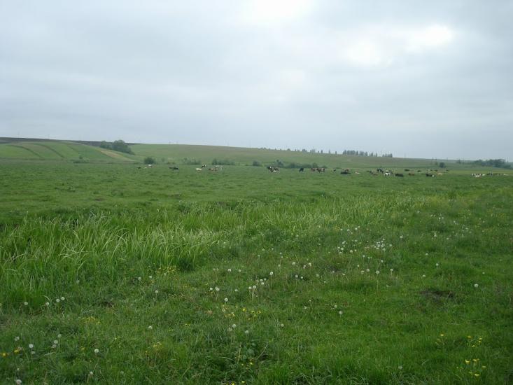 Малашівці з panoramio.com - Малашевцы