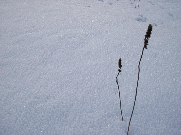Усть-Чорна з panoramio.com - Усть-Чорна