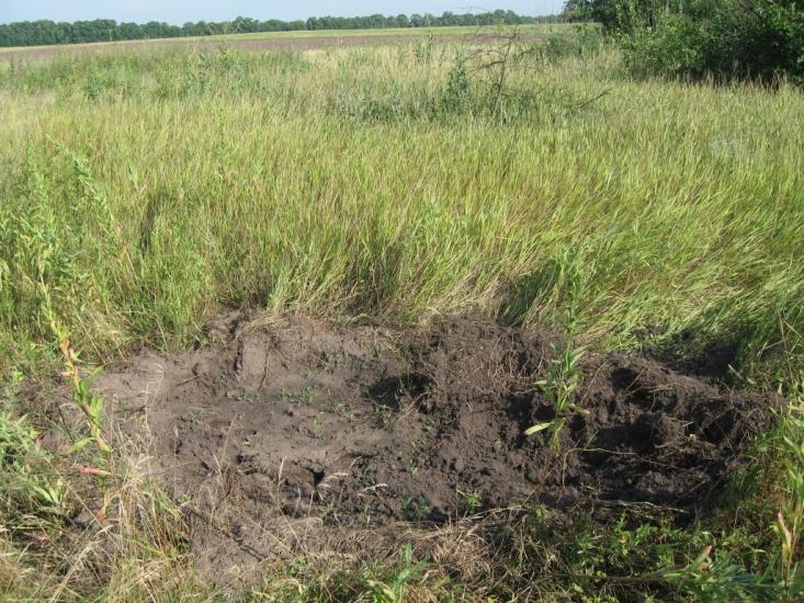 Плавні з panoramio.com - Плавни