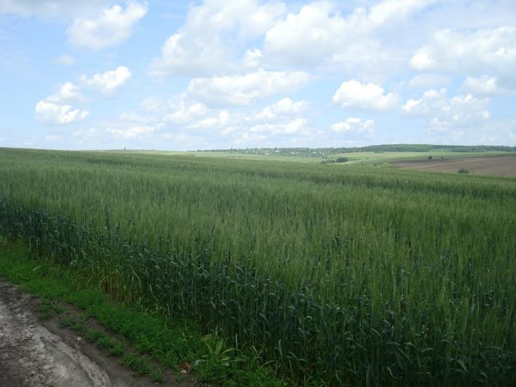 Давидківці з panoramio.com - Давыдковцы